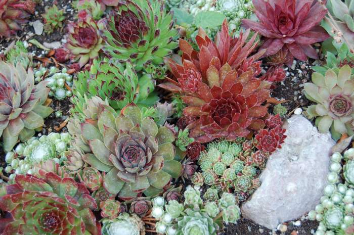 Sempervivum Dachwurz Hauswurz